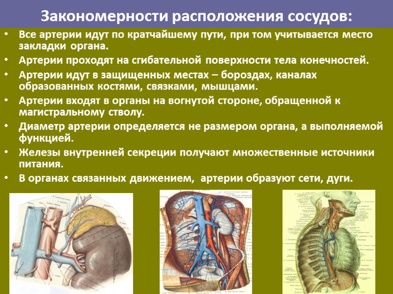 Закономерности расположения сосудов:  Все артерии идут по кратчайшему пути, при том учитывается место